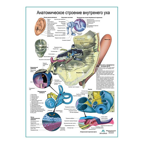 Внутреннее ухо, плакат глянцевый А1+/А2+ (глянцевая фотобумага от 200 г/кв.м, размер A2+)