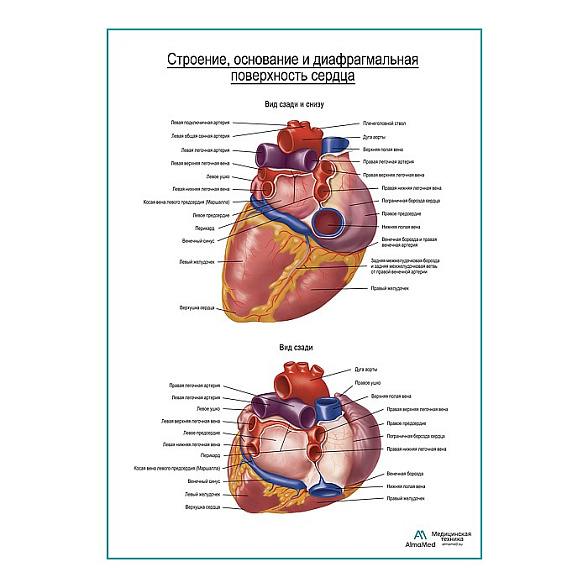 Сердце. Строение, основание и диафрагмальная поверхность плакат глянцевый А1+/А2+ (глянцевая фотобумага от 200 г/кв.м, размер A2+)