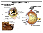 OLD Орган зрения собаки, плакат глянцевый А1/А2 (глянцевый A2)