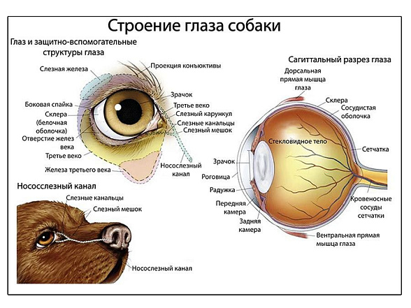 OLD Орган зрения собаки, плакат глянцевый А1/А2 (глянцевый A2)