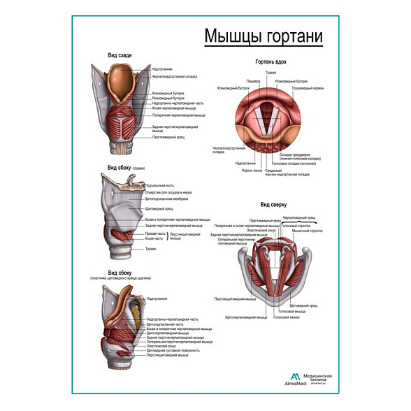 Мышцы гортани, плакат глянцевый А1+/А2+ (глянцевая фотобумага от 200 г/кв.м, размер A2+)