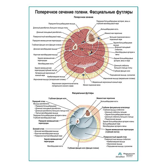 Поперечное сечение голени. Фасциальный футляр плакат глянцевый А1+/А2+ (глянцевая фотобумага от 200 г/кв.м, размер A2+)