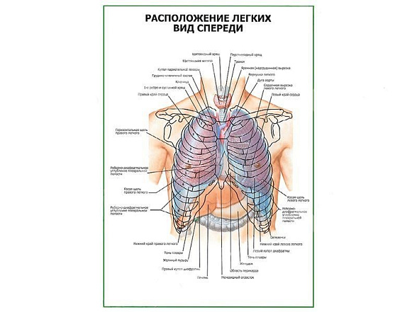 OLD Расположение легких. Вид спереди плакат глянцевый А1/А2 (глянцевый A1)